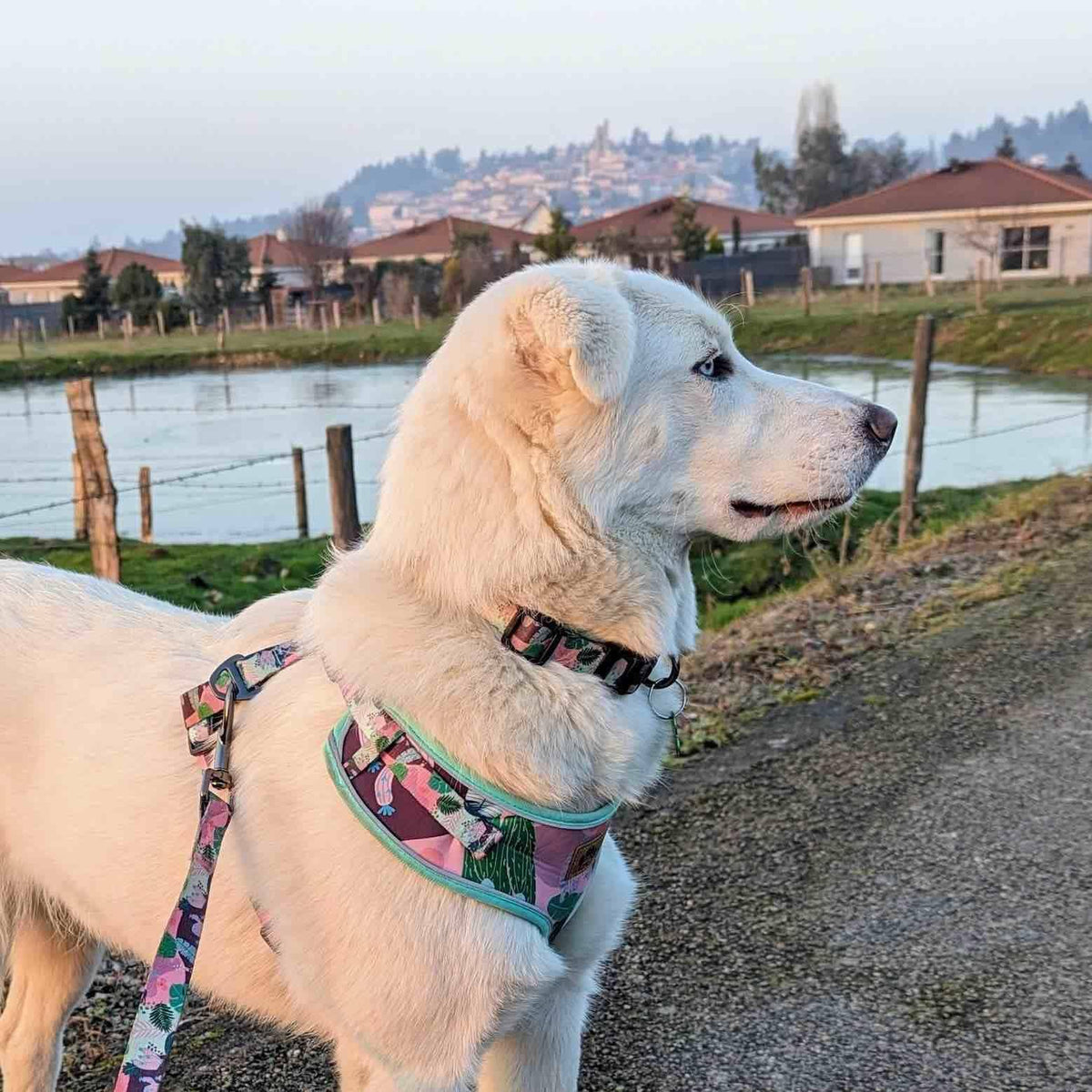 Hunde-Softgeschirr Kaktus von Goofy Goldens – Ansicht 4