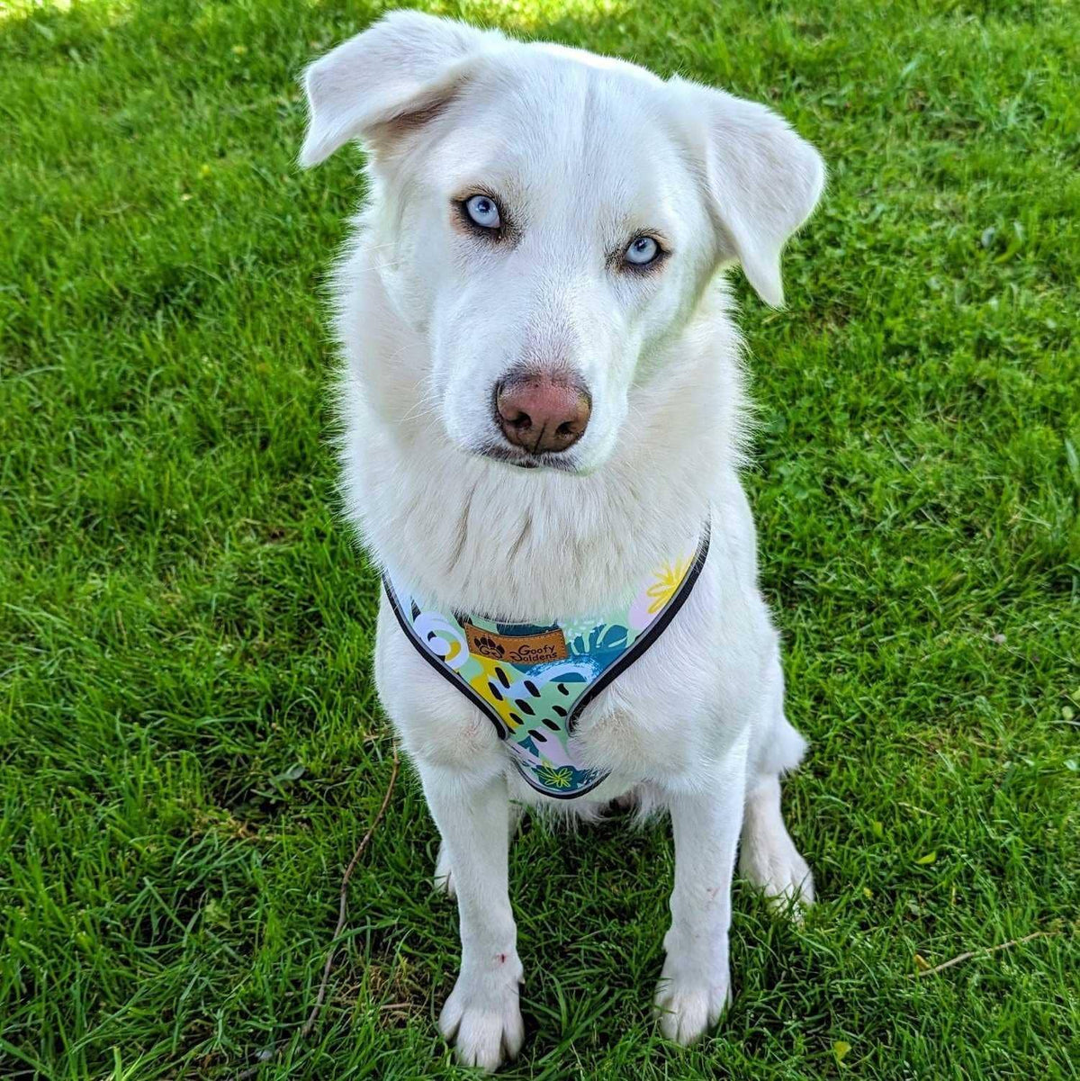 Hunde-Softgeschirr Riff von Goofy Goldens – Ansicht 2