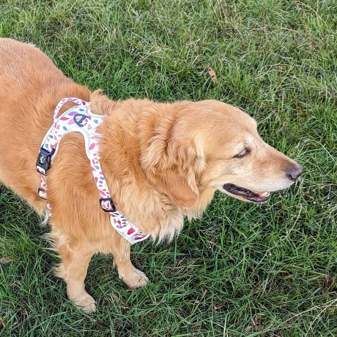 Hunde-Komfortgeschirr Blütenblätter von Goofy Goldens – Ansicht 7