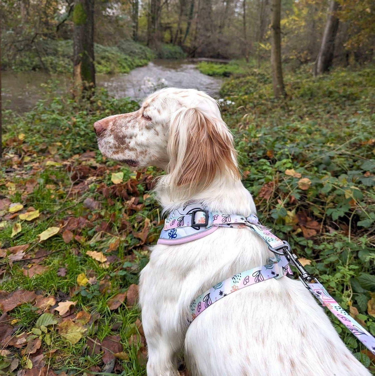 Hunde-Softgeschirr Pastell von Goofy Goldens – Ansicht 5