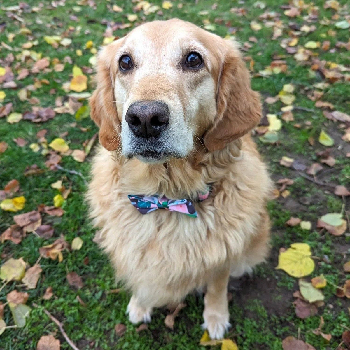Hundefliege Kaktus von Goofy Goldens – Ansicht 2