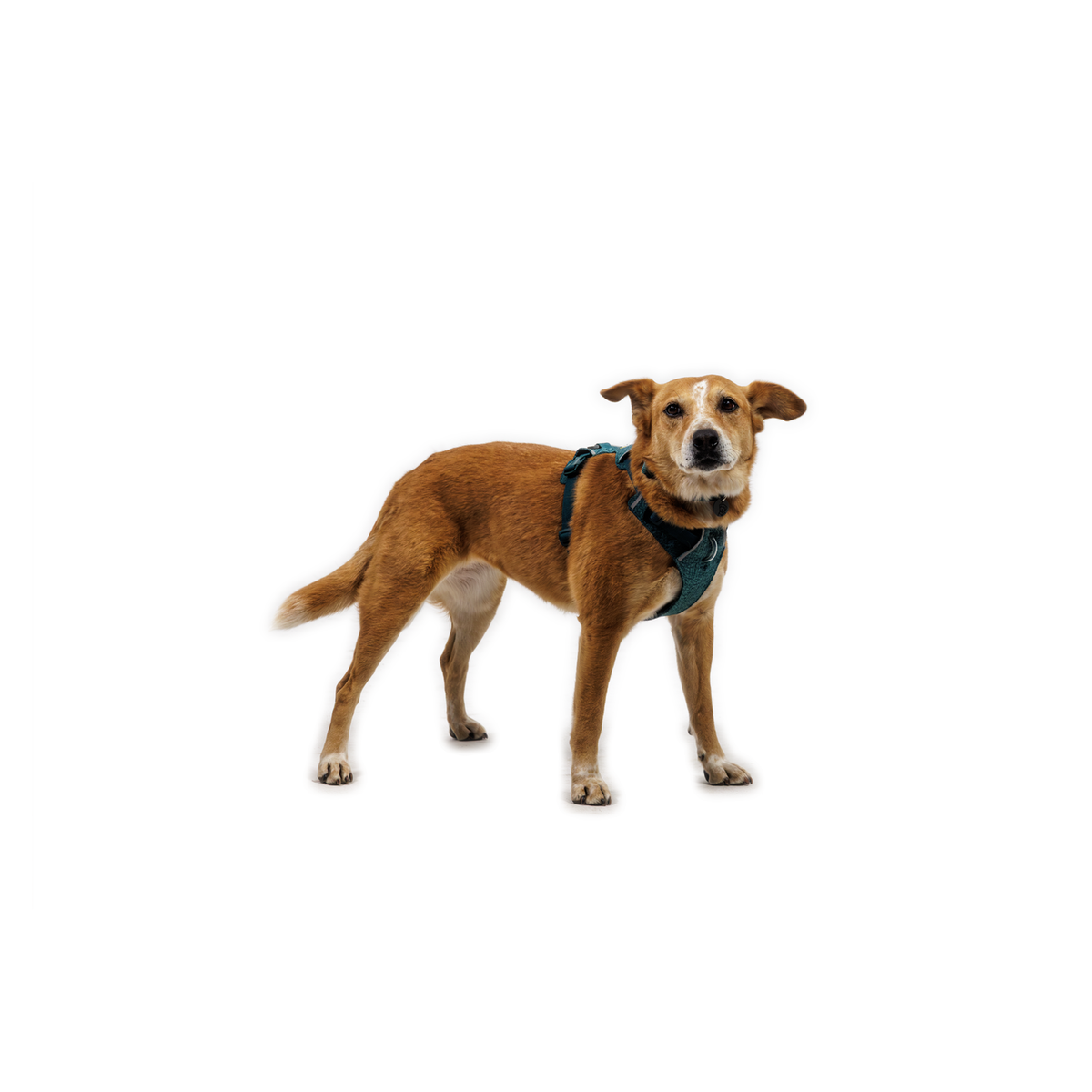 Ruffwear Front Range Flex Geschirr Deep Teal am Hund