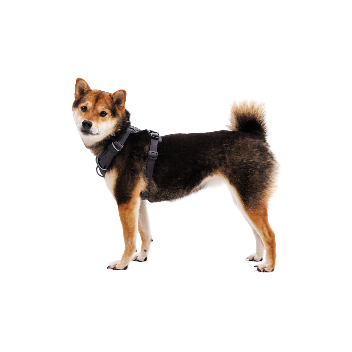 Ruffwear Front Range Geschirr Basalt Gray am Hund