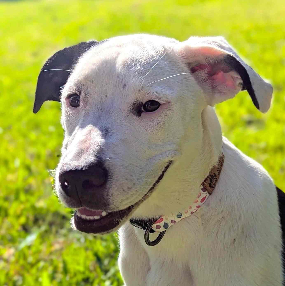 Hundehalsband Blütenblätter von Goofy Goldens – Ansicht 8
