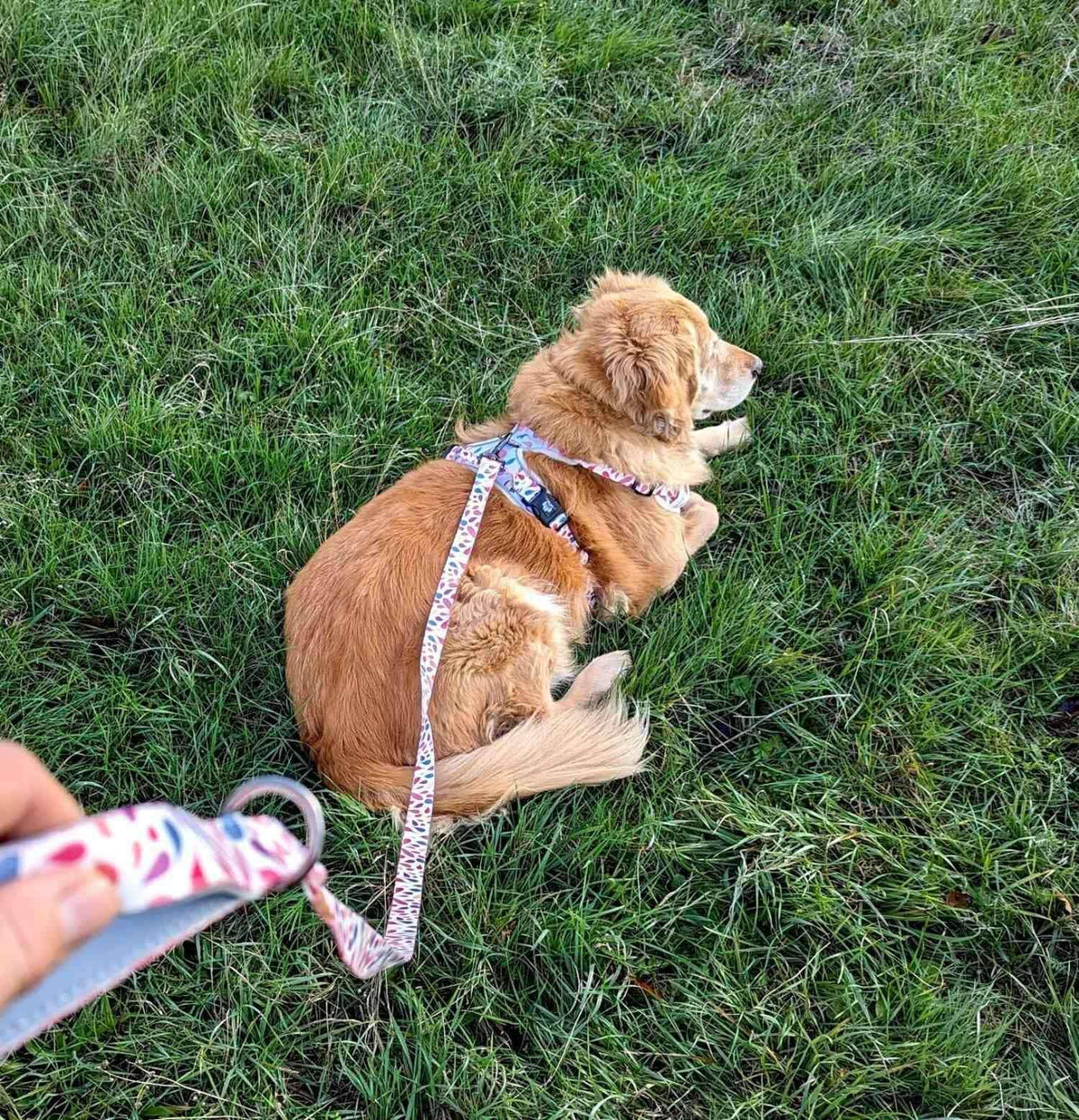 Hunde-Komfortgeschirr Blütenblätter von Goofy Goldens – Ansicht 8