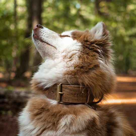 Breites Lederhalsband in Taupe von Cooper & Quint