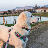 Hunde-Softgeschirr Kaktus von Goofy Goldens – Ansicht 4