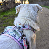 Hunde-Komfortgeschirr Pastell von Goofy Goldens – Ansicht 2