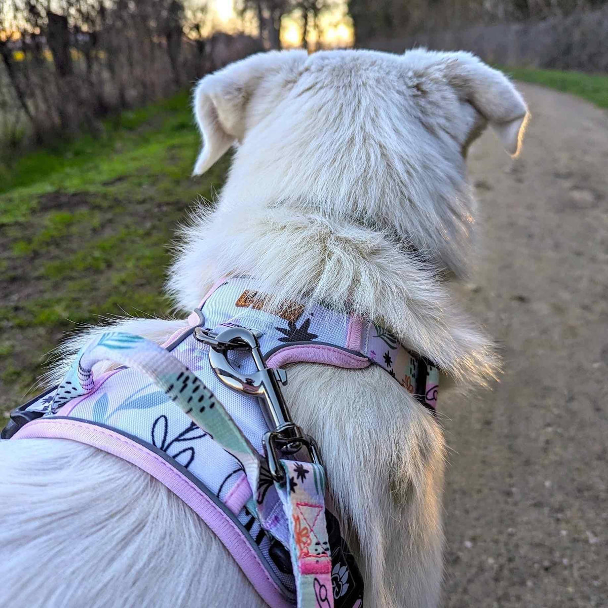 Hunde-Komfortgeschirr Pastell von Goofy Goldens – Ansicht 2