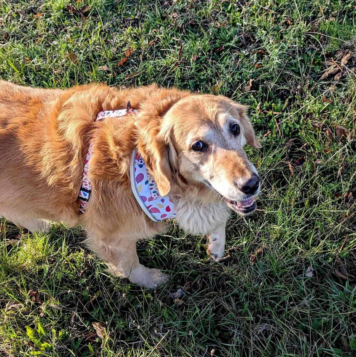 Hunde-Softgeschirr Blütenblätter von Goofy Goldens – Ansicht 5