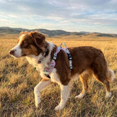 Hunde-Komfortgeschirr Pastell von Goofy Goldens – Ansicht 4