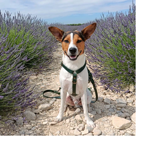 Hundegeschirr aus Leder in Grün von Cooper &amp; Quint