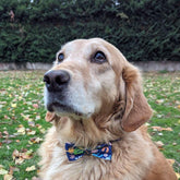 Hundefliege Deep Agua von Goofy Goldens – Ansicht 2