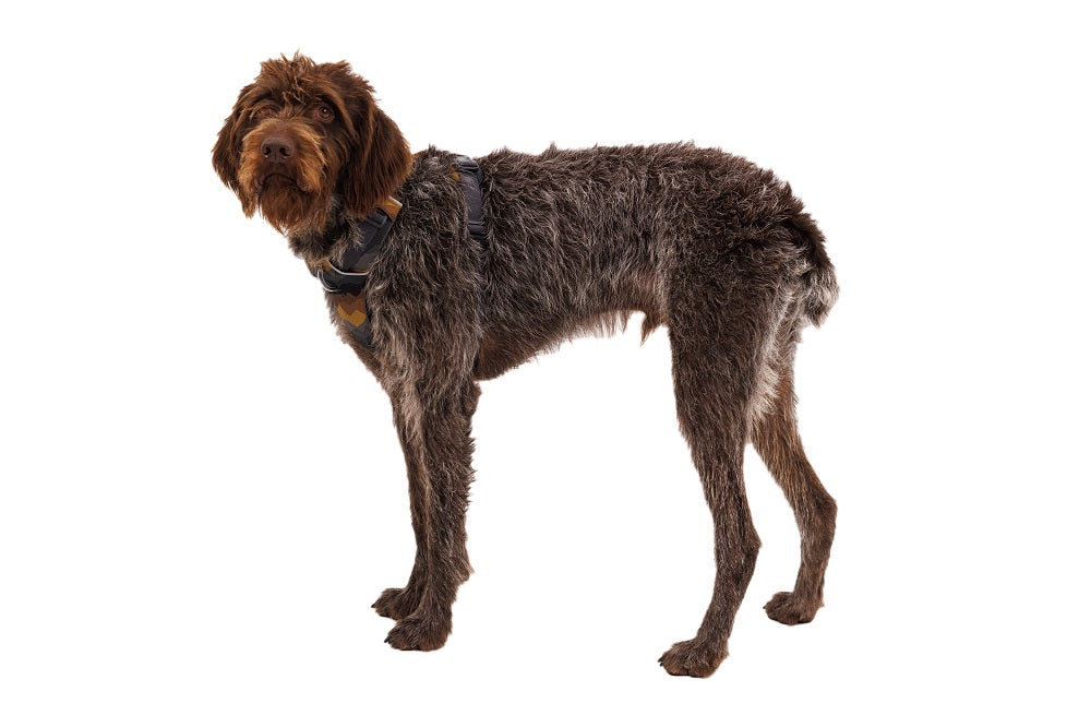 Ruffwear Front Range Hundegeschirr Moonlight – Ansicht 5