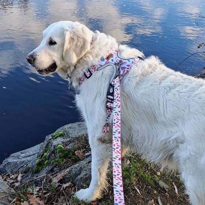 Hunde-Komfortgeschirr Blütenblätter von Goofy Goldens – Ansicht 4