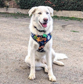 Hunde-Softgeschirr Deep Agua von Goofy Goldens – Ansicht 6