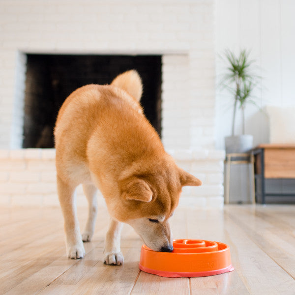 Hund frisst aus dem Outward Hound Slo Bowl in Orange