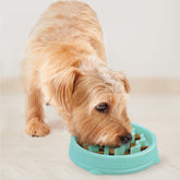 Hund frisst aus dem Outward Hound Slo Bowl Wave Mint