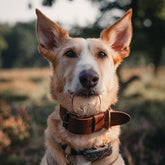Breites Lederhalsband in Braun von Cooper & Quint