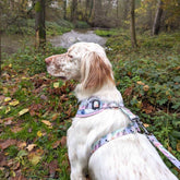 Hunde-Softgeschirr Pastell von Goofy Goldens – Ansicht 5
