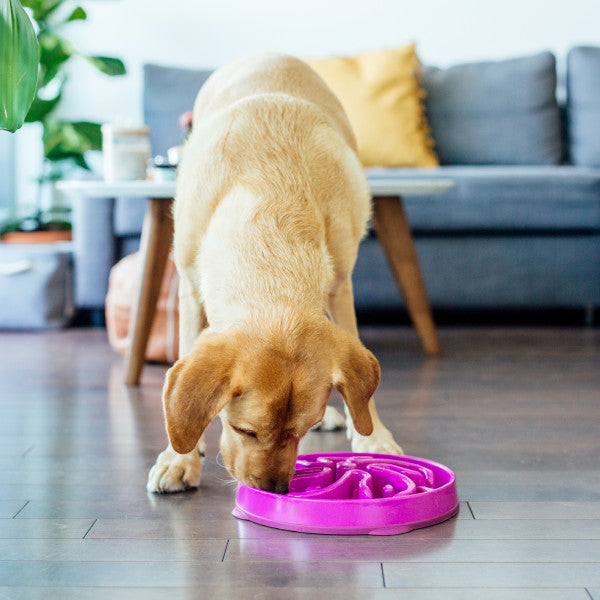 Hund frisst aus dem Outward Hound Slo Bowl Flower Purple