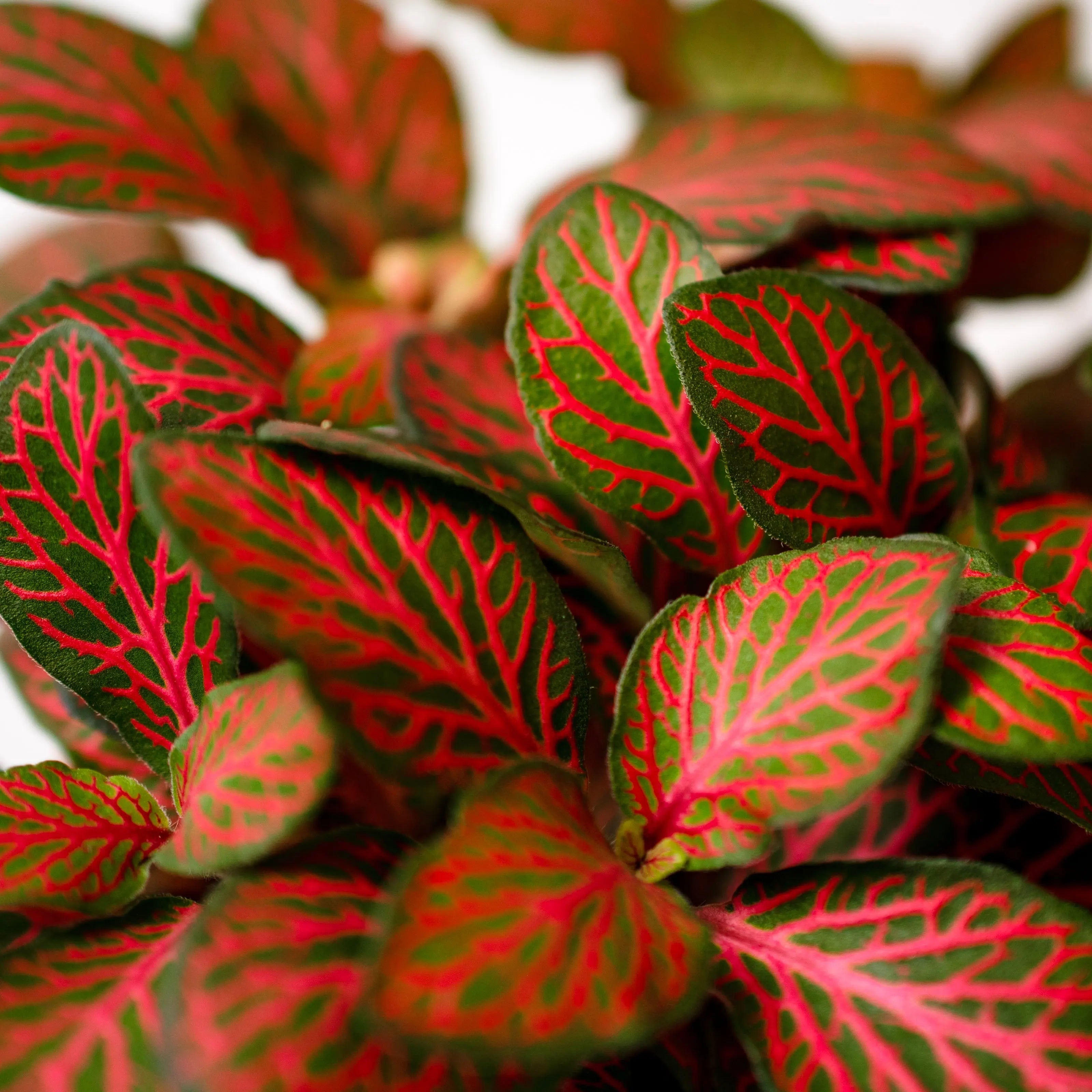 Fittonia