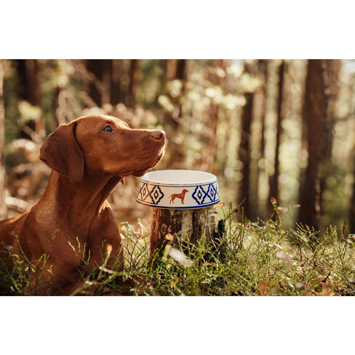 Hundenapf Vizsla von Michael Platin Design, handbemalte Keramik mit Goldrand