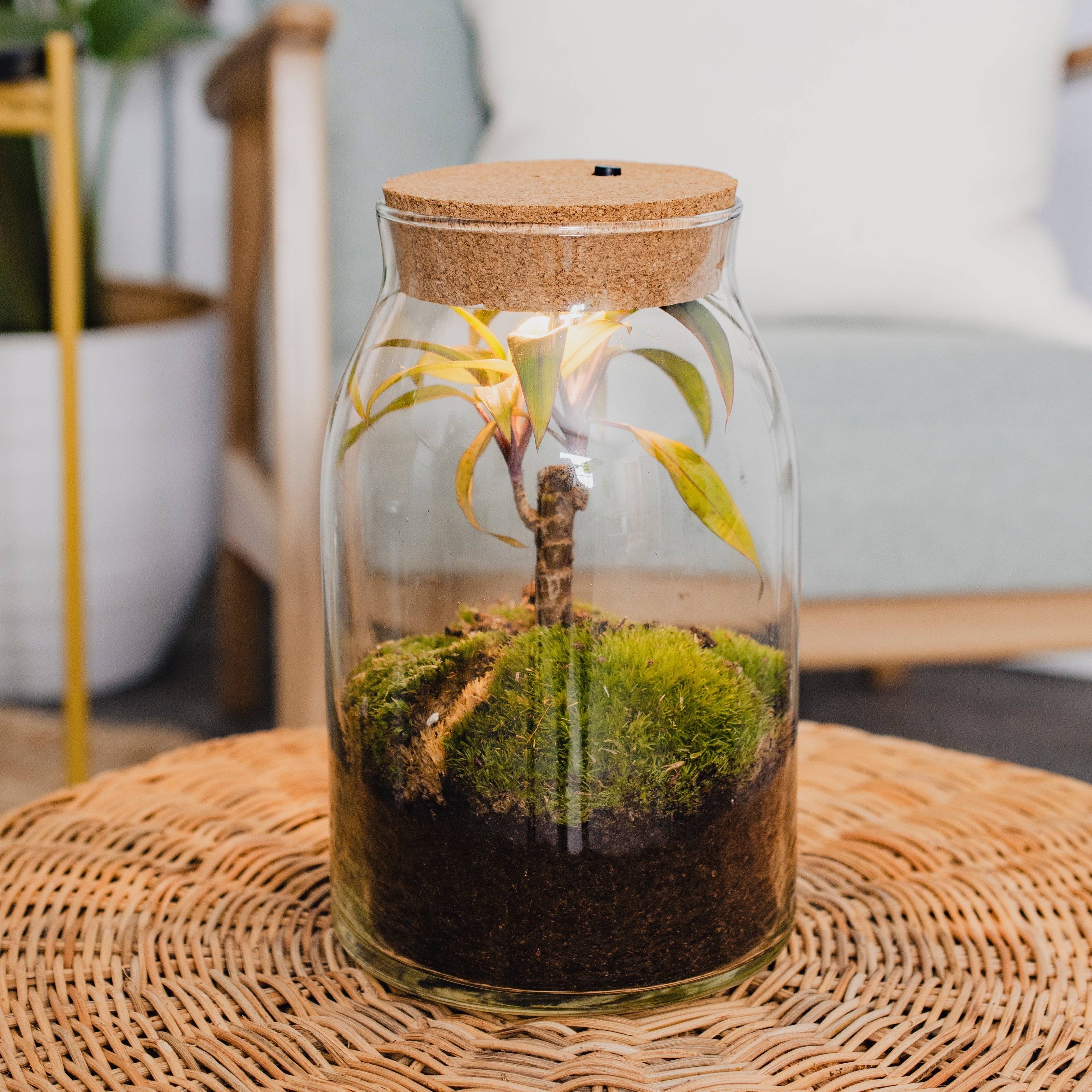 Forest - Terrarium Met Led - 30Cm