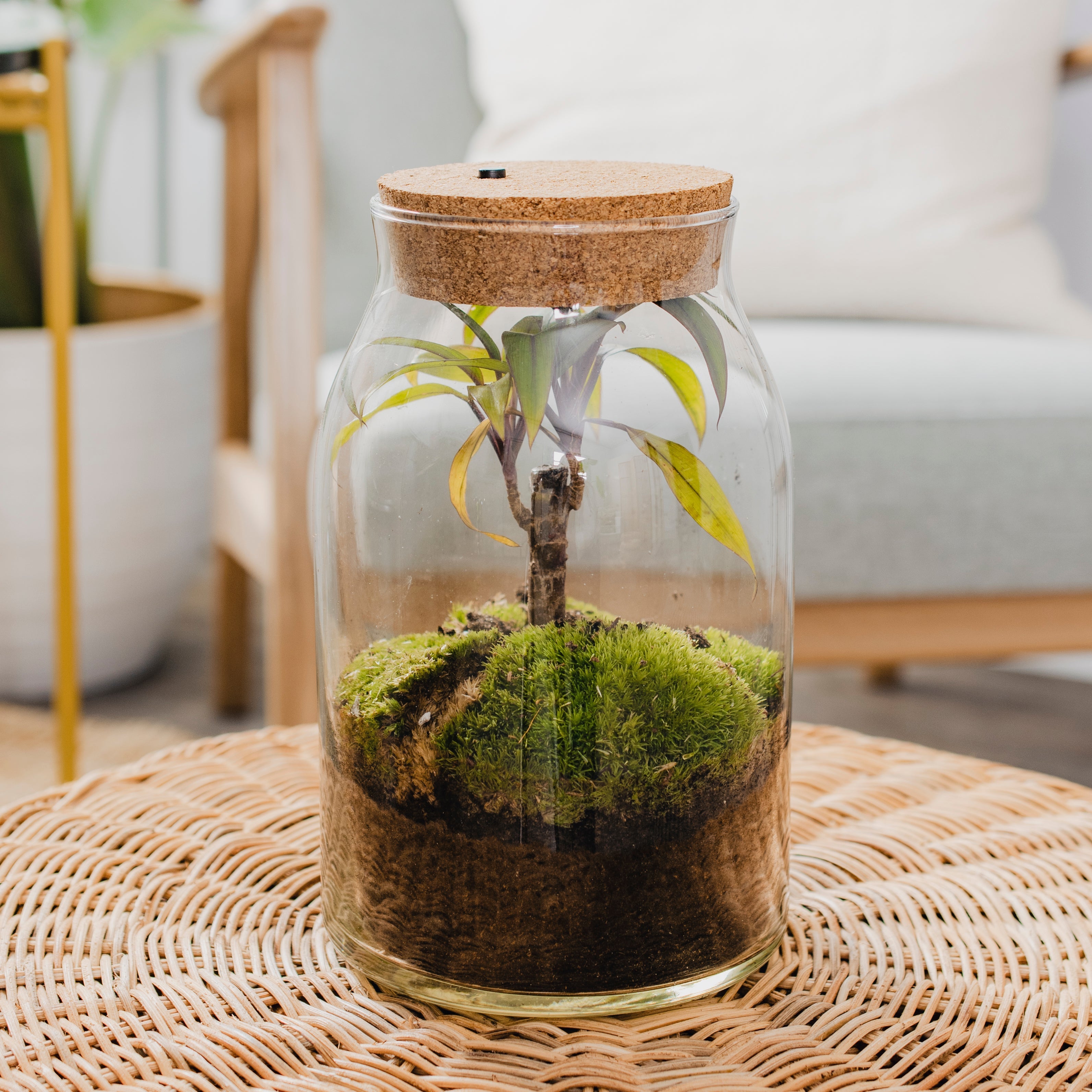 Forest - Terrarium Met Led - 30Cm