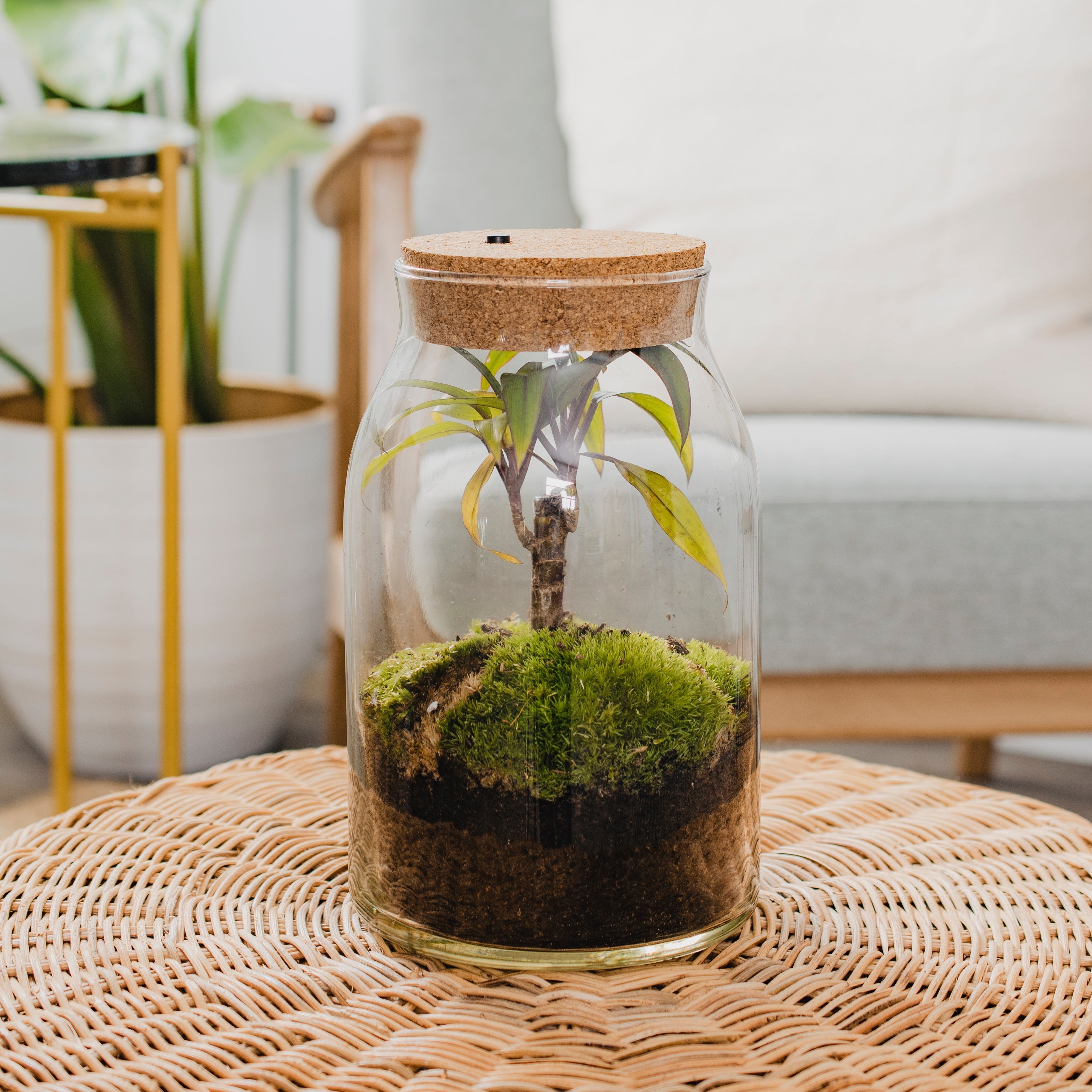 Forest - Terrarium Met Led - 30Cm