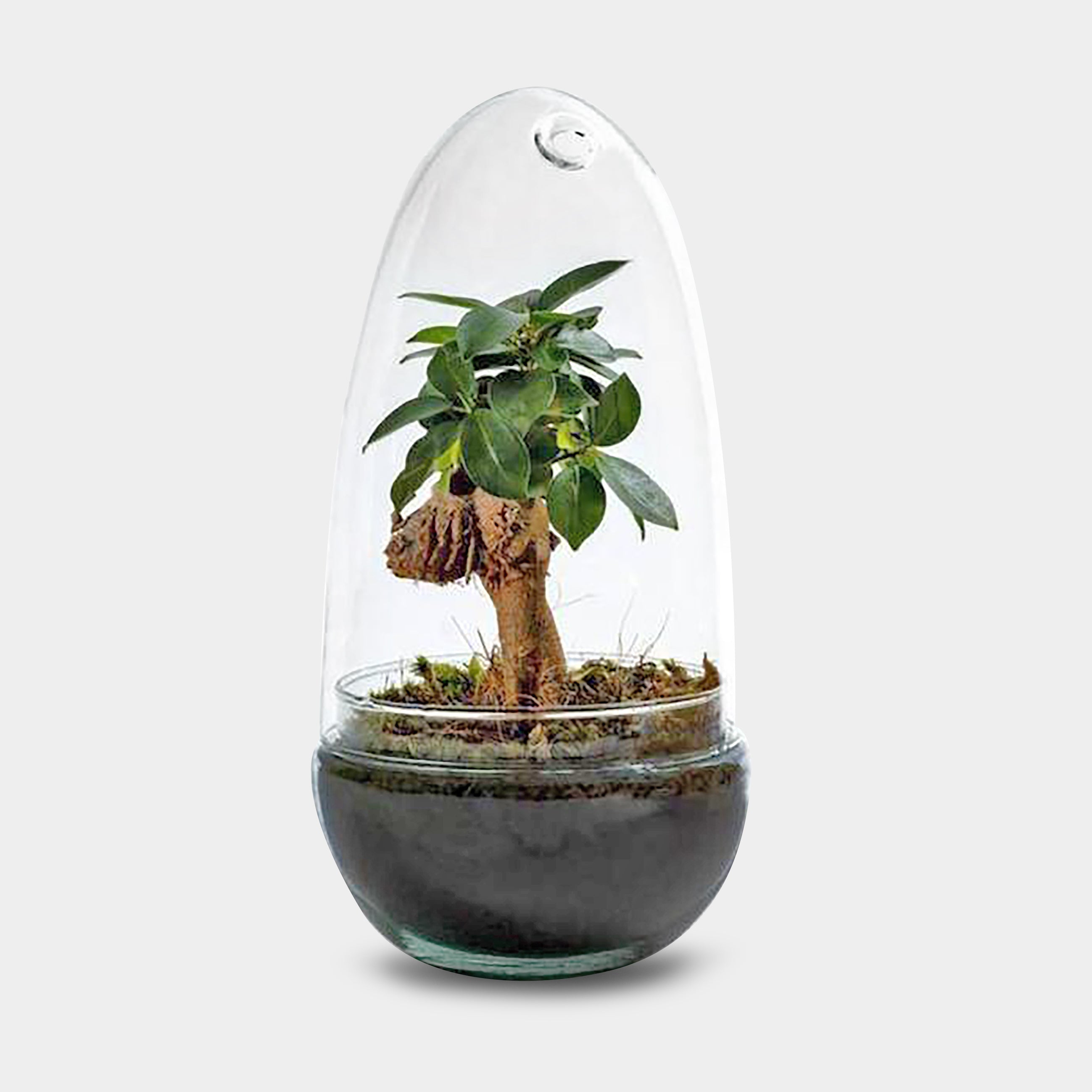 Egg L Bonsai