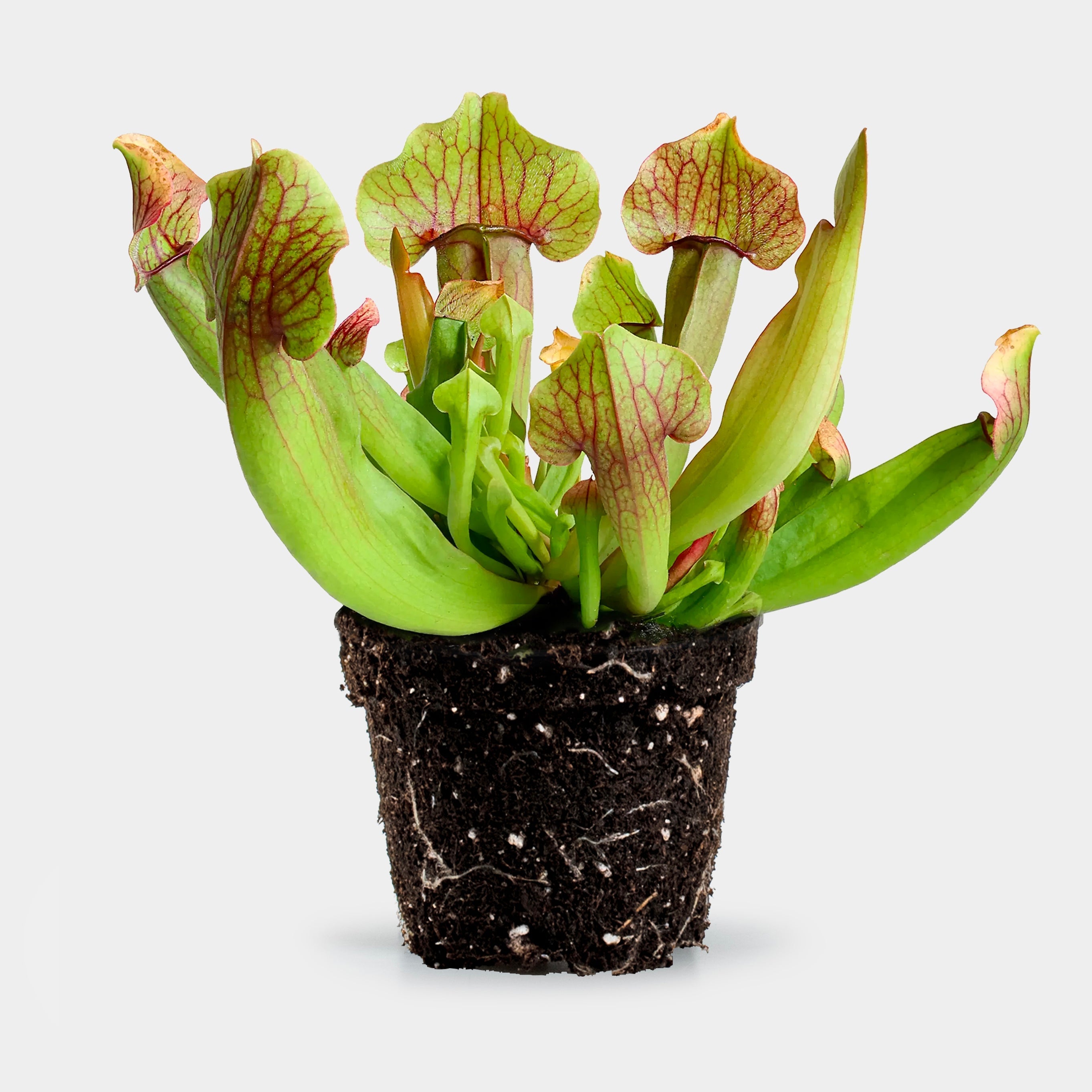 Sarracenia