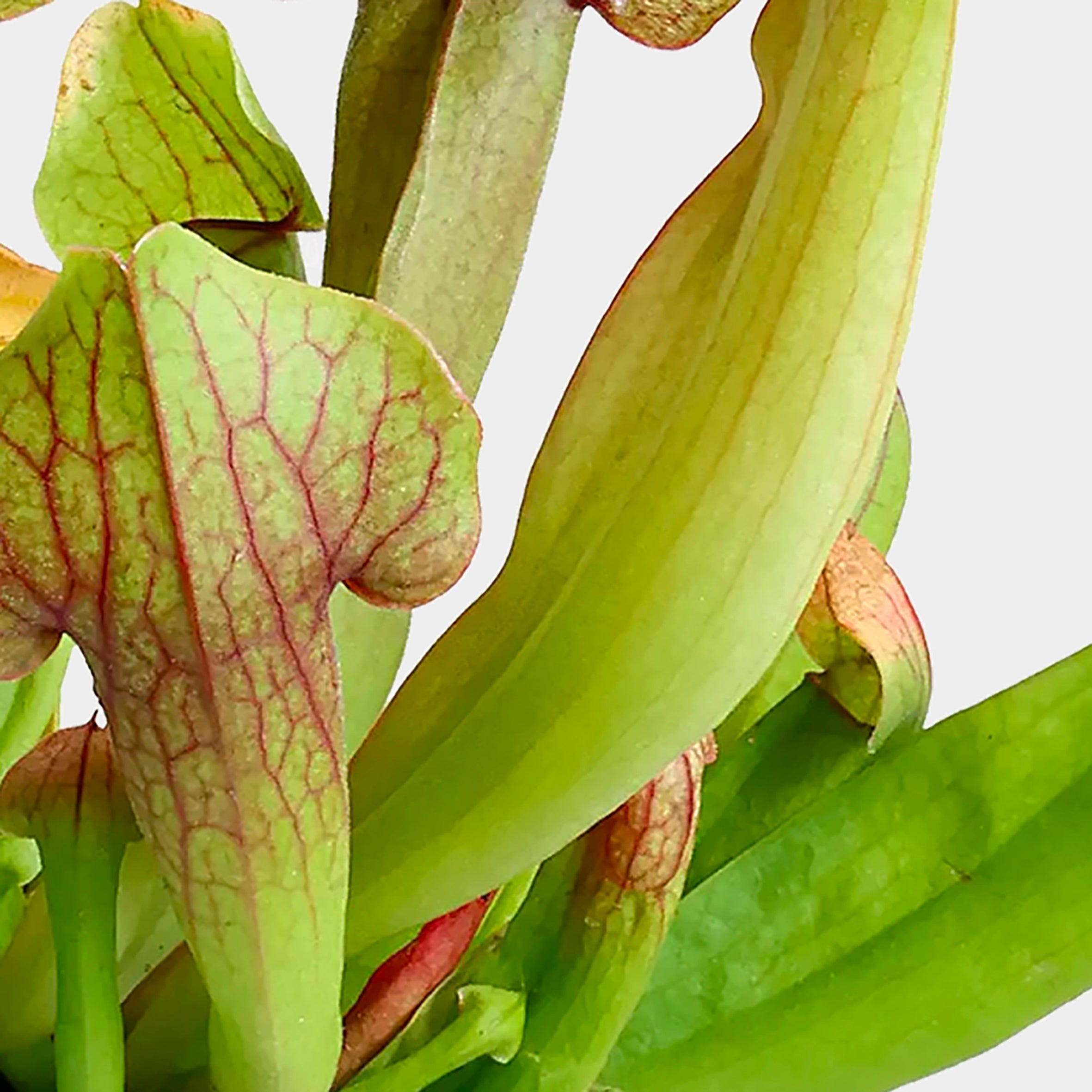 Sarracenia