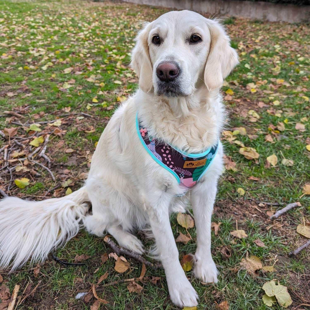 Hunde-Softgeschirr Kaktus von Goofy Goldens – Ansicht 2