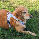 Hunde-Komfortgeschirr Pastell von Goofy Goldens – Ansicht 9