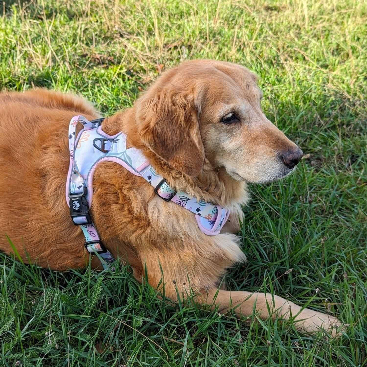 Hunde-Komfortgeschirr Pastell von Goofy Goldens – Ansicht 9