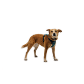 Ruffwear Front Range Flex Geschirr Deep Teal am Hund