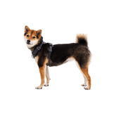 Ruffwear Front Range Geschirr Basalt Gray am Hund