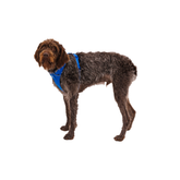 Ruffwear Front Range Geschirr Blue Pool am Hund