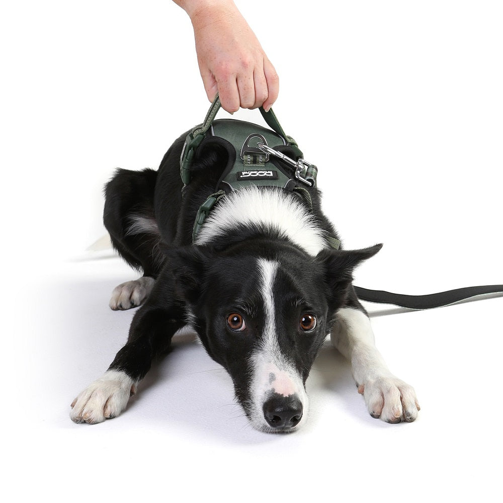 DOOG Neotech Hundegeschirr - Grün