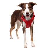 DOOG Neotech Hundegeschirr Rot – Ansicht 3
