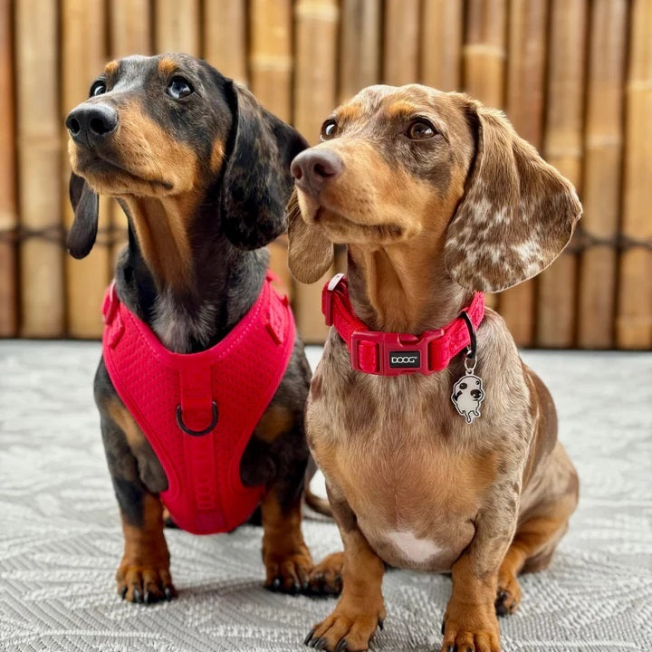 DOOG Neosport Halsband - Rot