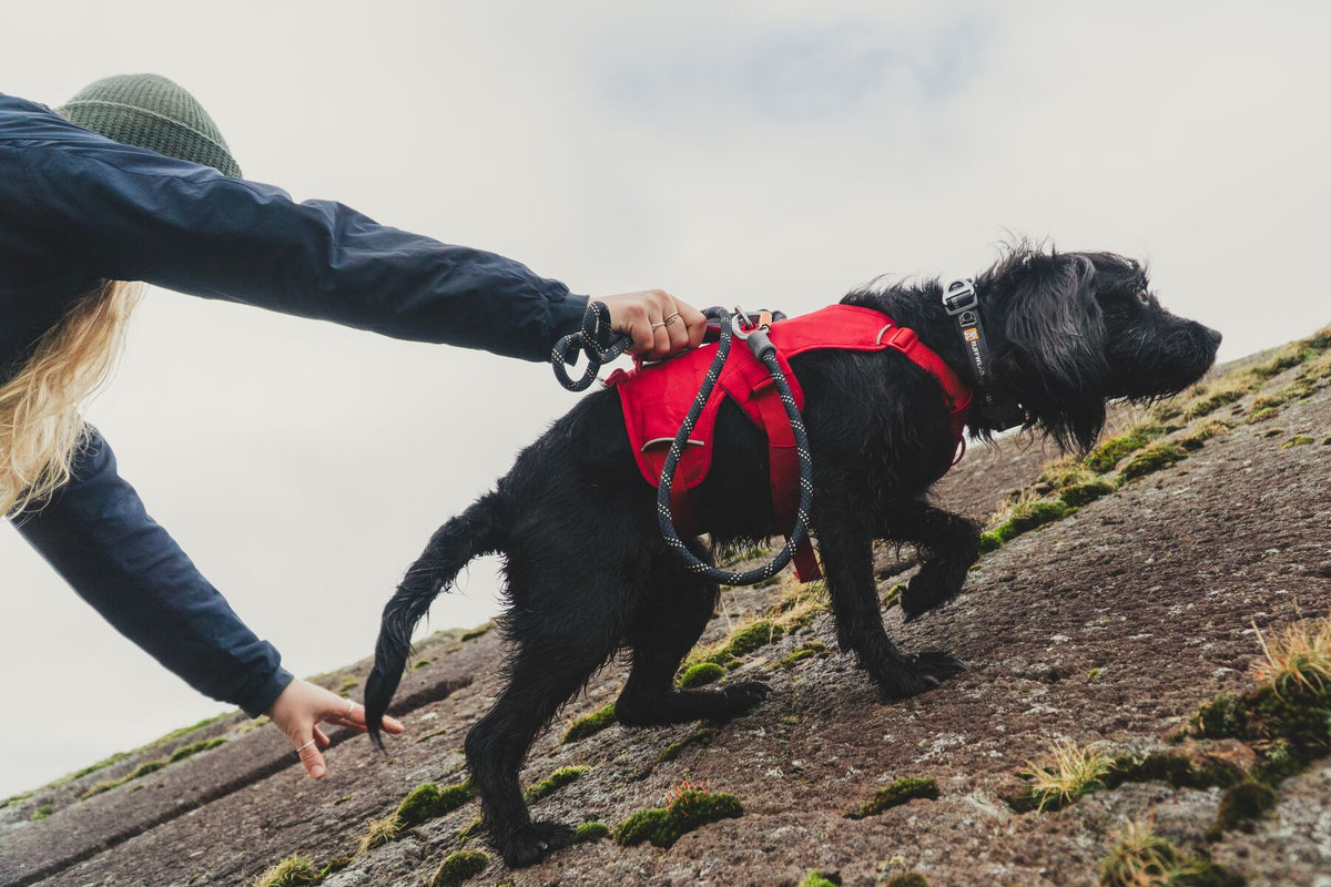 Ruffwear Web Master Geschirr - Red Canyon