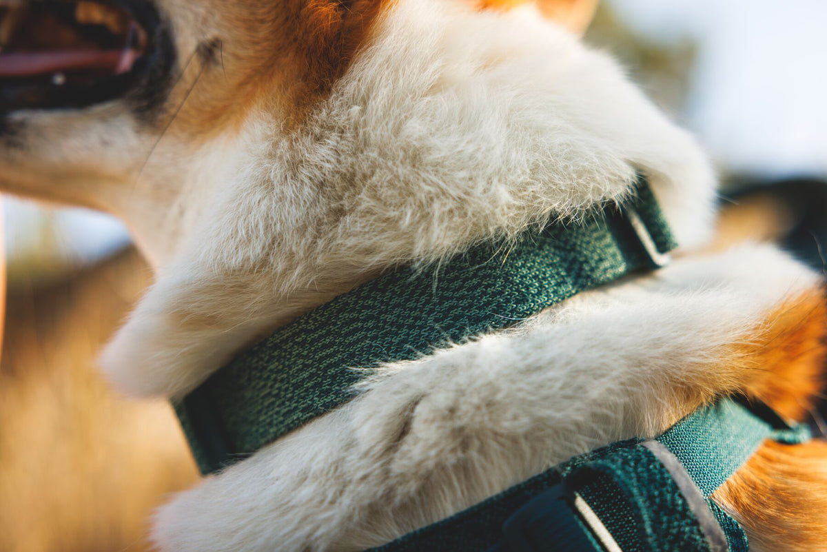 Ruffwear Front Range™ Flex Halsband - Deep Teal