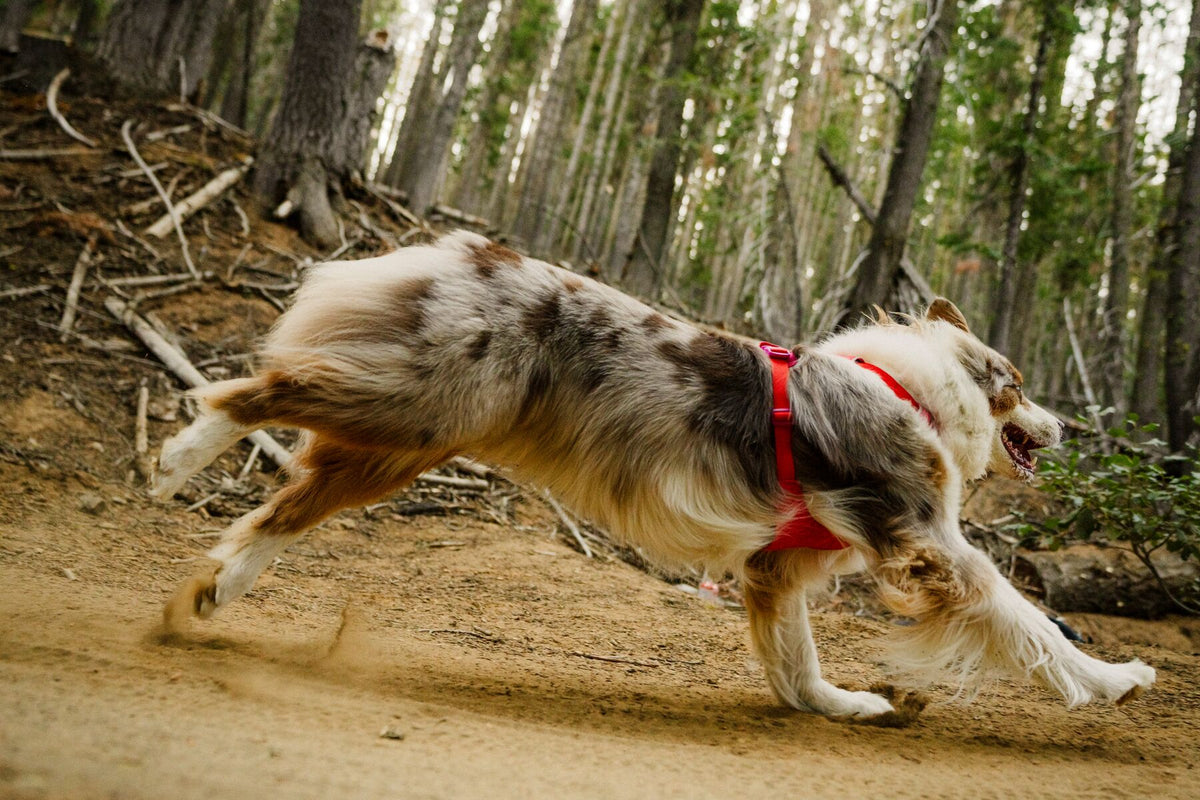 Ruffwear Front Range Flex Geschirr - Rose Violet