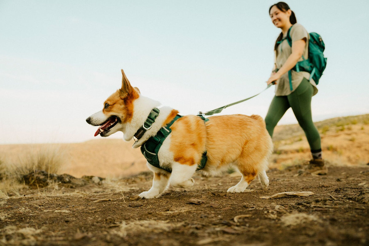 Ruffwear Front Range™ Flex Halsband - Deep Teal