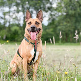 Hundegeschirr aus Leder in Grün von Cooper & Quint