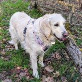 Hunde-Komfortgeschirr Pastell von Goofy Goldens – Ansicht 7