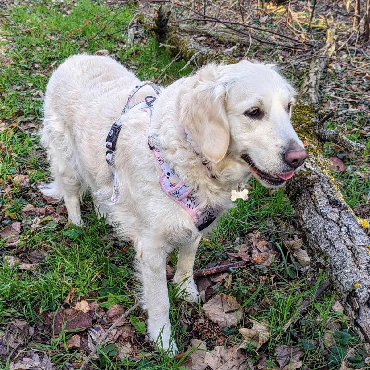 Hunde-Komfortgeschirr Pastell von Goofy Goldens – Ansicht 7