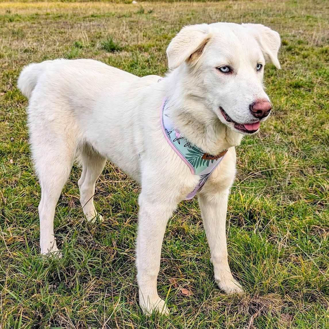 Hunde-Softgeschirr Pastell von Goofy Goldens – Ansicht 4